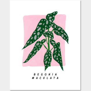 Begonia maculata Posters and Art